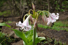 Crinum latifolium